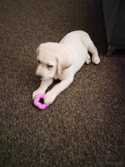 Labrador retriever bezPP - 3