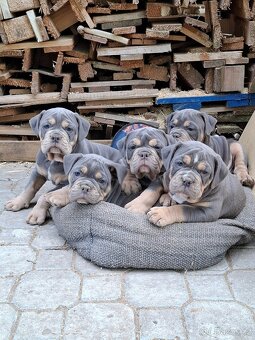 Old english bulldog - staroanglicky buldok - poslední volny - 3