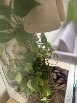Terarium - 3