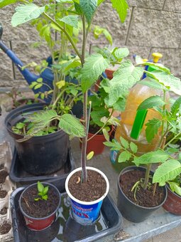 Rajčata sazenice 28 Kč/kus. CHERRY, oválná, masitá - 3
