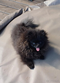 Pomeranian černá fenka s PP - 3
