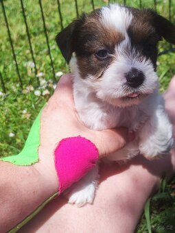 Jack Russell teriér ( Rusel teriér) s PP - 3