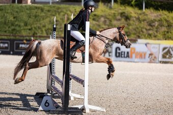 Welsh pony klisna - 3
