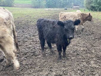 Galloway x Abrdean angus - 3