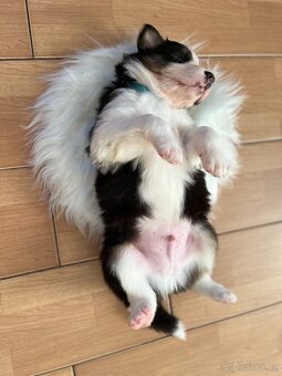 Australský ovčák bez PP REZERVACE - 3