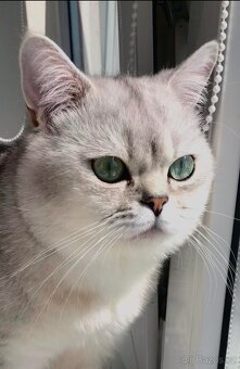 Britský stříbřitý ke krytí - 3