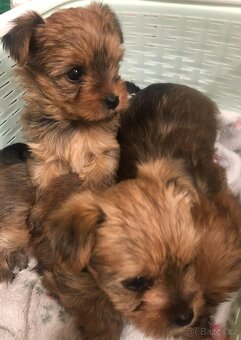 Jorkšírský teriér - 3