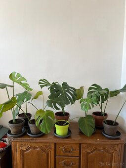 Monstera - výška rostlin min. 40 cm - 3