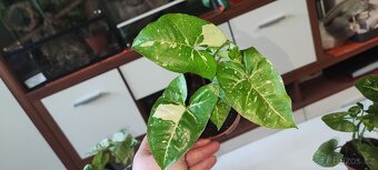 Syngonium různé druhy - 3