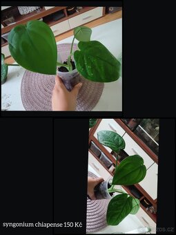 syngonium, monstera, epipremnum, philodendron - 3
