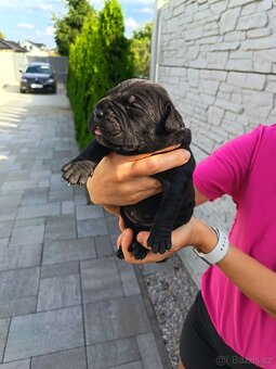 Cane Corso - 3
