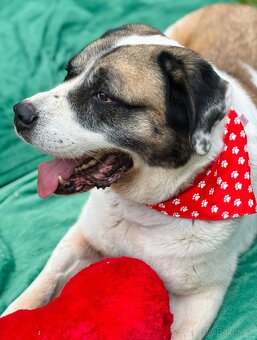 DAG - SAO 74 kg, kastrovaný psík 8 let - 3