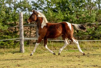 Letošní paint horse klisnička - 3