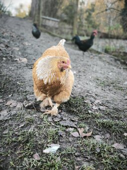 Dvě letošní slepice - 3