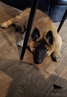 Belgický ovčák Tervueren - kluk s PP s odběrem ihned - 3