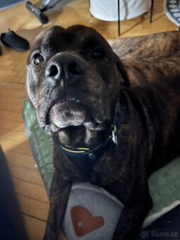 Hledáme fenku k nakrytí - 3