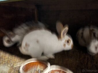 Český strakatý králík - 3