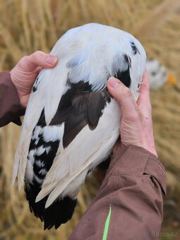 Indický běžec - 3