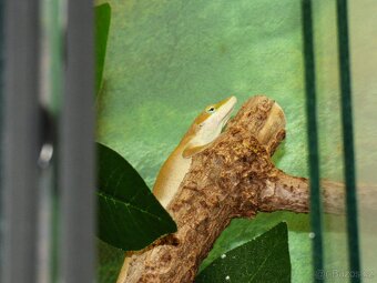 Anolis rudokrký (Anolis carolinensis) - 3