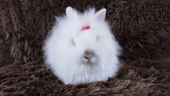 Zakrslý králík, králíček -(TEDDY)-HEIDY - 3