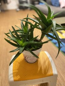 Aloe vera - 3