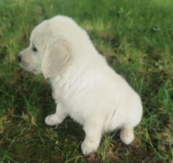 Zlatý retrívr / retriever - 3