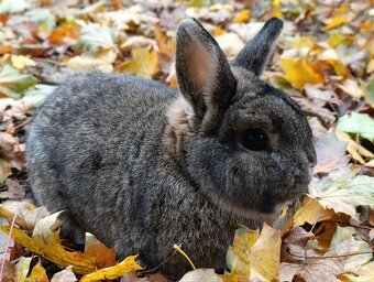 Zakrslý králík samec - 3