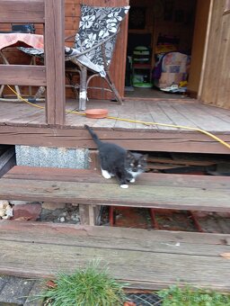 Daruji koťátka - 3