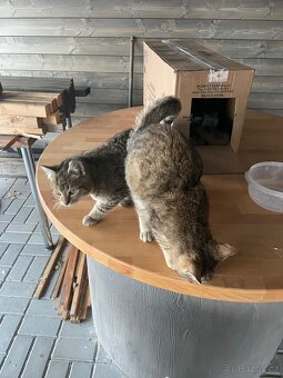 Daruji 2 kocourky - 3