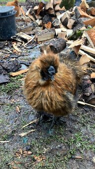 Kohoutek narozen 1/6/2025 - 3