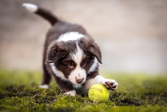 Štěně Border kolie s PP - 3