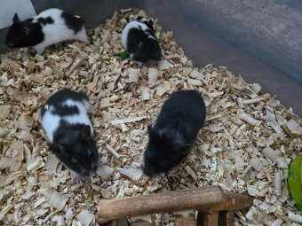 Křeček syrský - 3