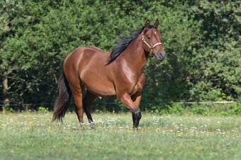 QH valach 2022 - 3