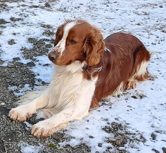 Štěňátka wss - welshspringerspaniel - 3