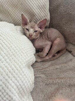 Sphynx - 3