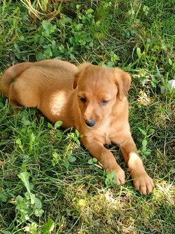 labradorský retrívr - 3
