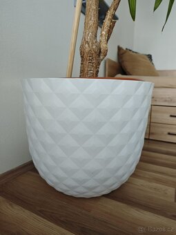 Vzrostlá juka (280 cm) - 3
