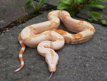 Boa imperator- Sharp Sunglow 66% het Sterling,Hypo Sterling - 3
