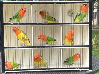 Agapornis fischeri - 3