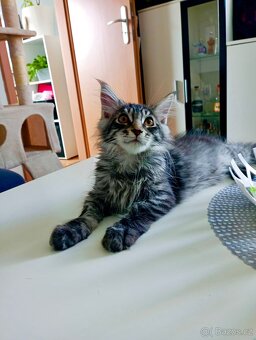 Kocour Charlie  rasa Mainská mývalí - 3