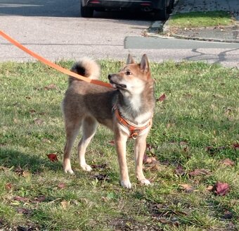 Shiba inu - 3