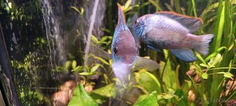 Akara cichlida papuščí endlerky krevetky - 3