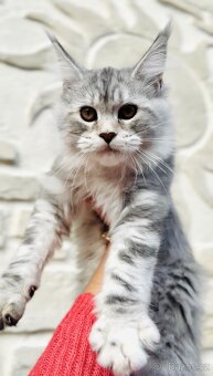 Koťátka s PP Maine Coon Mainská Mývalí - 3