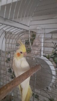 Kakariki a korela - 3