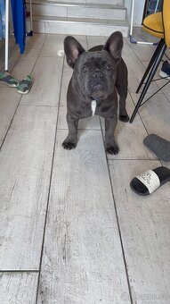 Francouzský buldoček na prodej - 3