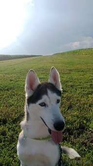 Sibiřský husky kira, prosím přečtěte si popis - 3