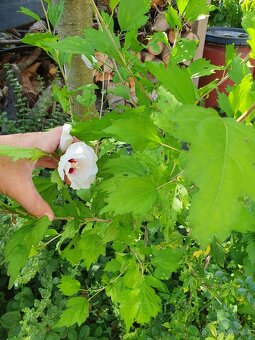 Ibišek syrský bílý - 3