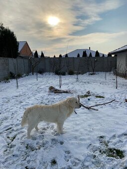 Zlatý retrívr-krytí - 3