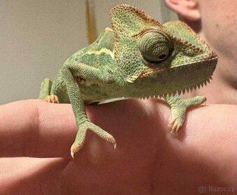 Prodám Agamu a chameleona - 3