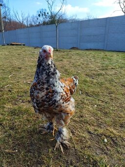 Brahmánka velká - porcelán - 3